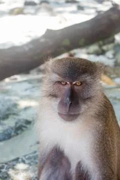 Thai macaque looking directly at camera with a serious expression, sitting in Stock Photos