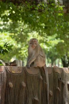 Thai macaque monkey looks in to camera under canopy of trees 写真素材