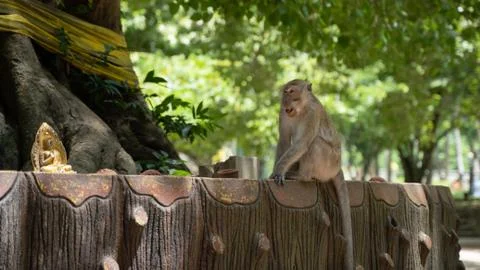 Thai macaque monkey talks to buddha statue under holy wrapped tree 写真素材