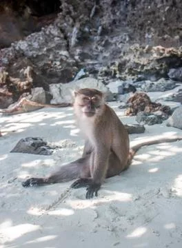 Thai macaque with serious expression sitting alone at the white sand Monkey Stock Photos