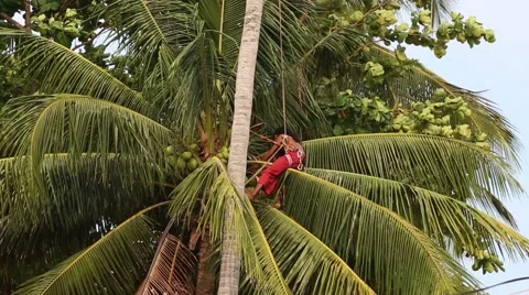A thai man has climbed into a palm tree picking coconuts Stock Footage 64128749