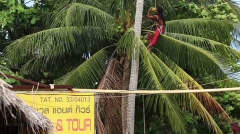 A thai man has climbed into a palm tree picking coconuts Stock Footage 64129364