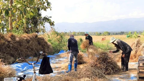 Thai men working hitting rice straw remo... | Stock Video | Pond5