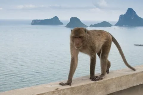 Thai monkey on the hill beach background Stock Photos