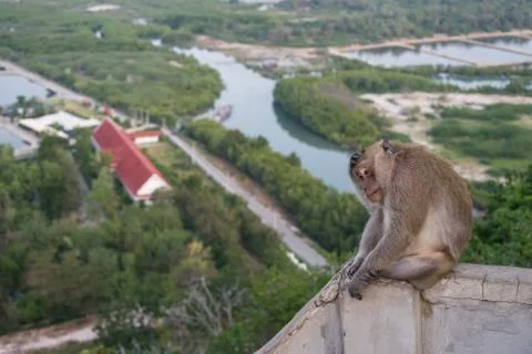 Thai monkey on the hill beach background Stock Photos