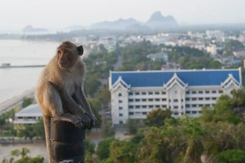 Thai monkey on the hill beach background Stock Photos