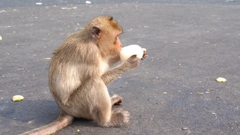 A thai monkey or Crab-eating macaque, Macaca Fascicularis Raffles eating milk Stock Footage 125149765