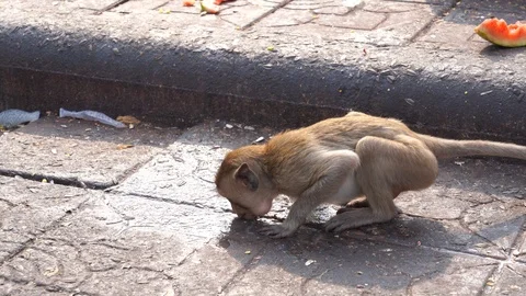 A thai monkey or Crab-eating macaque, Macaca Fascicularis Raffles Drinking wa Stock Footage 125150522