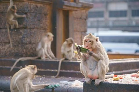 A thai monkey or Crab-eating macaque, Macaca Fascicularis Raffles Eating bana Stock Photos