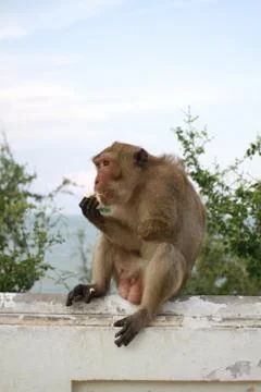 Thai monkey Stock Photos