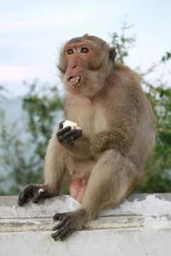Thai monkey Stock Photos
