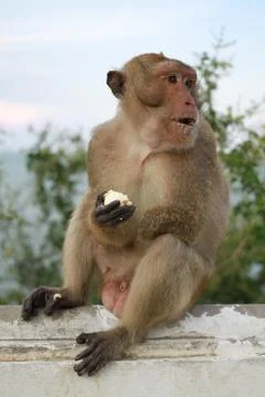 Thai monkey Stock Photos