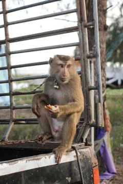 Thai monkey Stock Photos