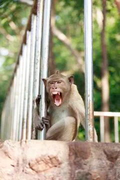 Thai monkey Stock Photos