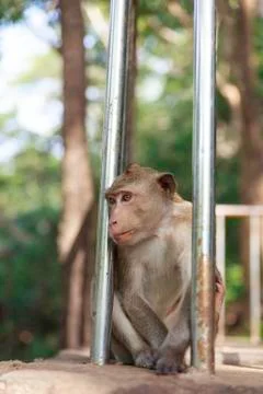 Thai monkey Stock Photos