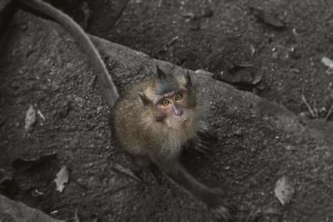 Thai Monkey Stock Photos