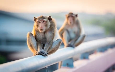 Thai Monkey portrait,Monkey sitting on the bridge rail. Stock-Fotos