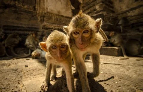 Thai Monkeys Stock Photos