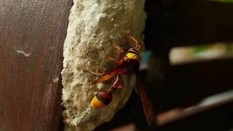 Thai Mud Dauber Wasp Stock Footage 110746873