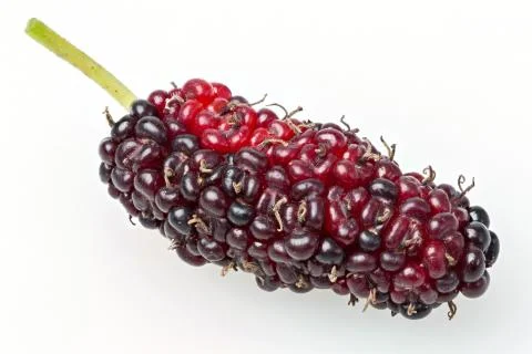 Thai mulberry Stock Photos