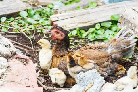 Thai native chicken Stock Photos