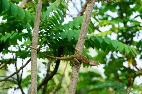 Thai native lizard or chameleon Stock Photos