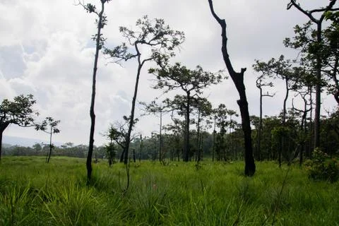 Thai nature Stock Photos