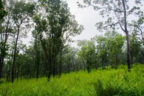 Thai nature Stock Photos