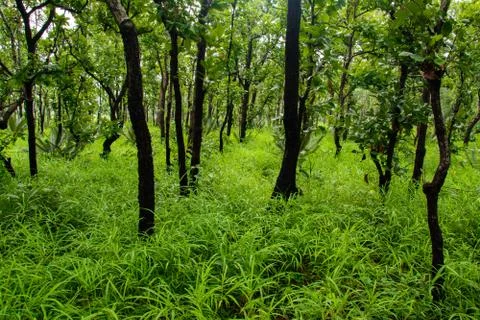 Thai nature Stock Photos