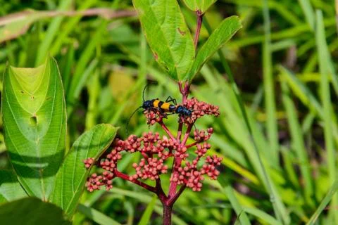 Thai nature 스톡 사진