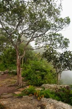 Thai nature 스톡 사진