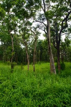 Thai nature 스톡 사진