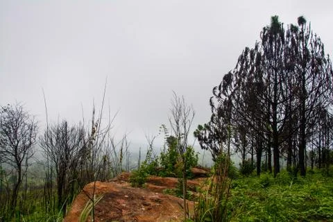 Thai nature Stock Photos