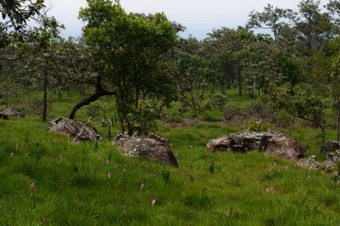 Thai nature 스톡 사진
