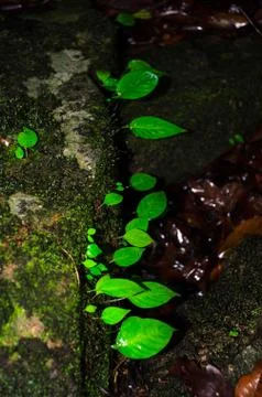 Thai nature Stock Photos