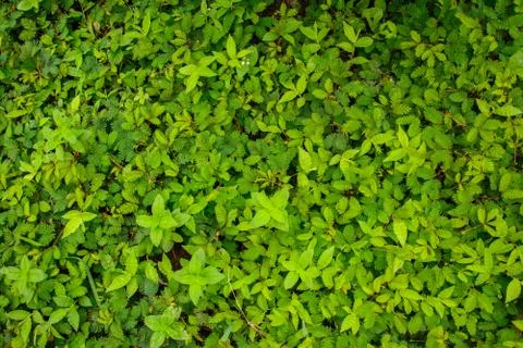 Thai nature Stock Photos
