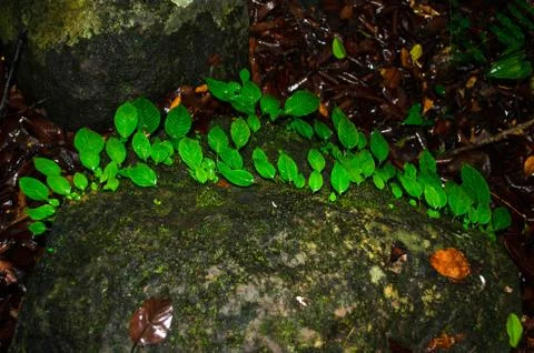 Thai nature 스톡 사진