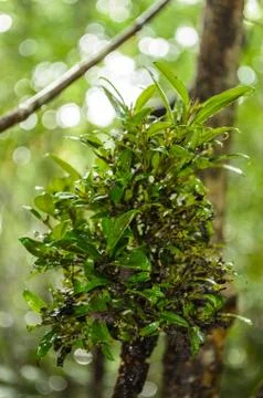 Thai nature Stock Photos