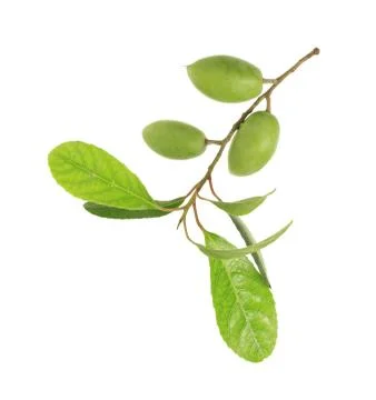 Thai olive Stock Photos