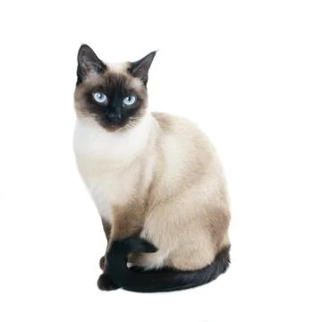 Thai or siamese cat Stock Photos
