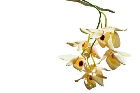 Thai orchid Fotos de archivo