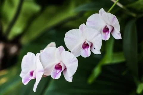 Thai orchid Stock Photos