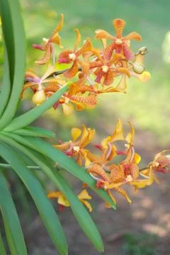 Thai orchid Stock Photos