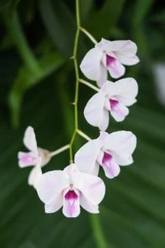 Thai orchid Stock Photos