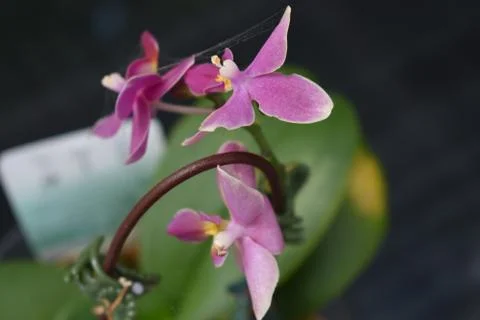 Thai Orchid Stock Photos