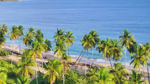 Thai palm trees over the beach on a tropical idyllic paradise island. Stock Footage 254391999