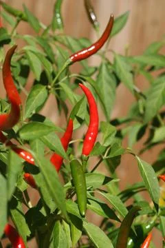 Thai Peppers Stock Photos