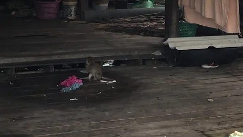 Thai pet monkey Vídeos de archivo 76504420