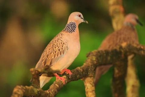 Thai pigeon Stock Photos