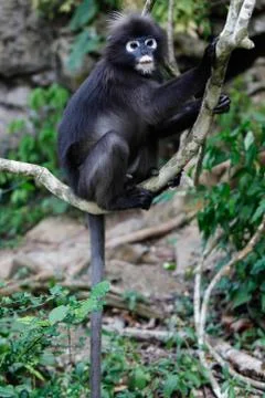 Thai primate with long tail in Monkey Island Stock Photos